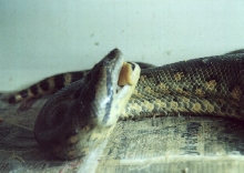 Female eating unfertilized ova