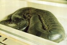 Gravid green 2005