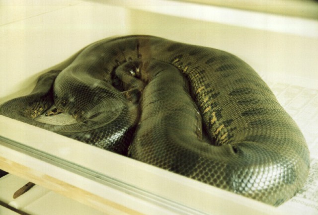 Gravid green 2005