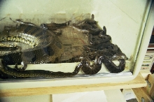 Newborn green anacondas