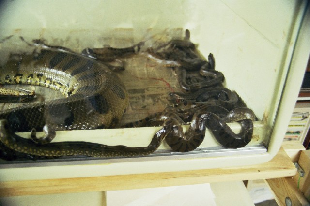 Newborn green anacondas