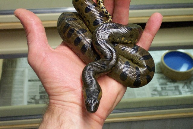 Green anaconda neonate at one week.