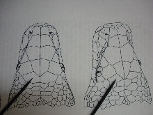 Anterior parietal scales on brongersmai and curtus.