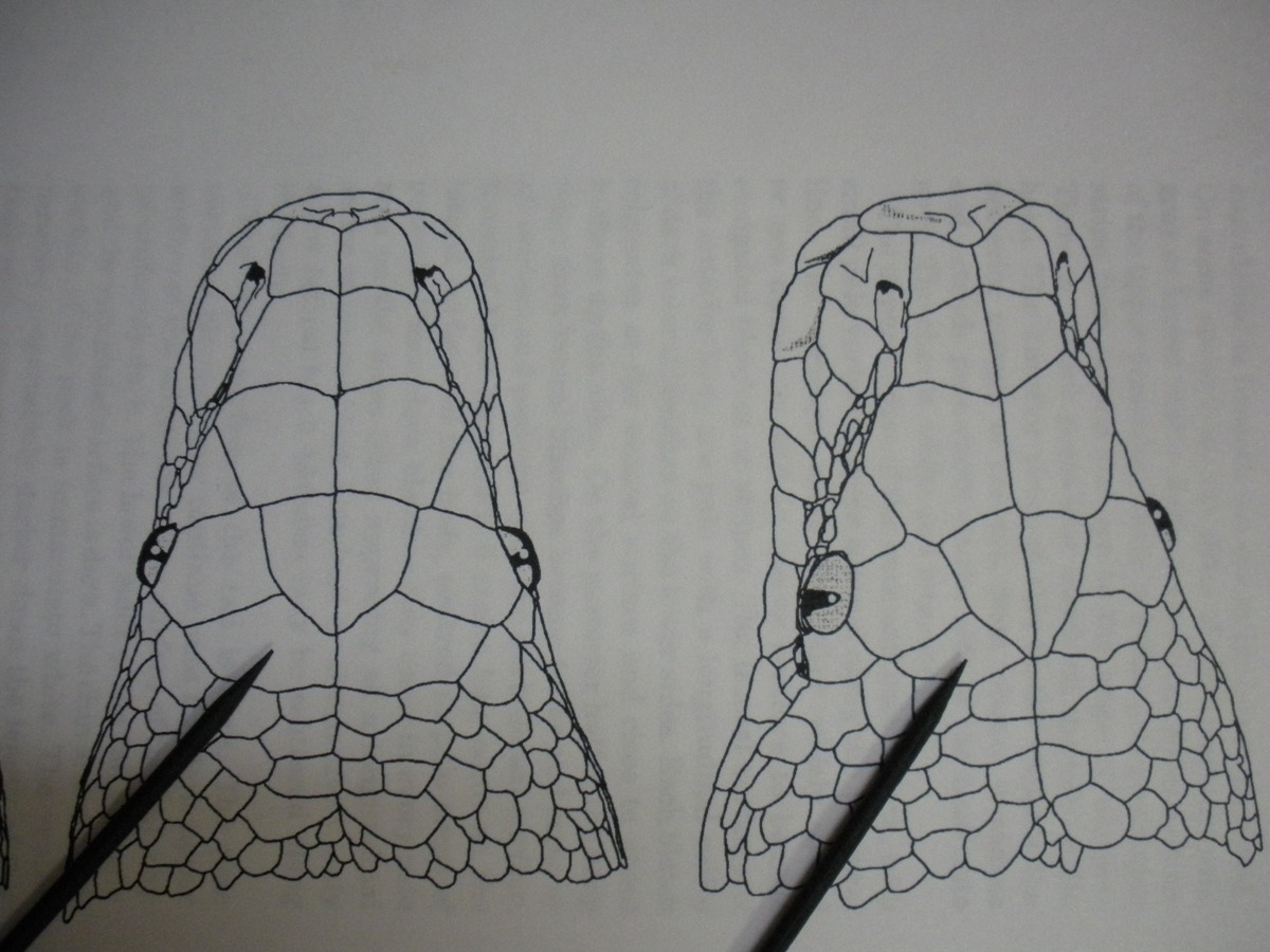 Anterior parietal scales on brongersmai and curtus.