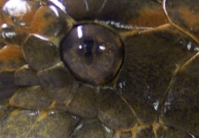 Anaconda eye