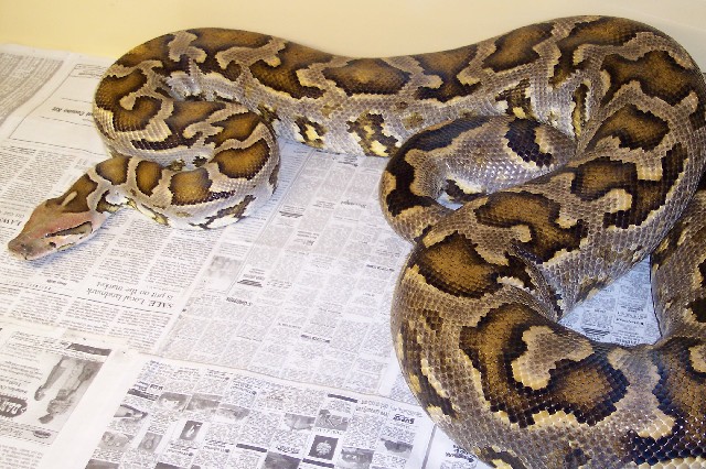 Female Ceylonese