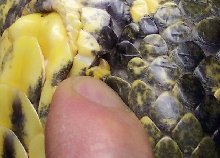 Female green anaconda spur