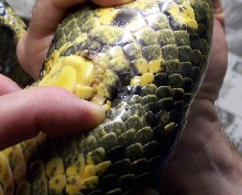 female green anaconda spur