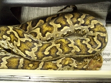 Male Ceylonese