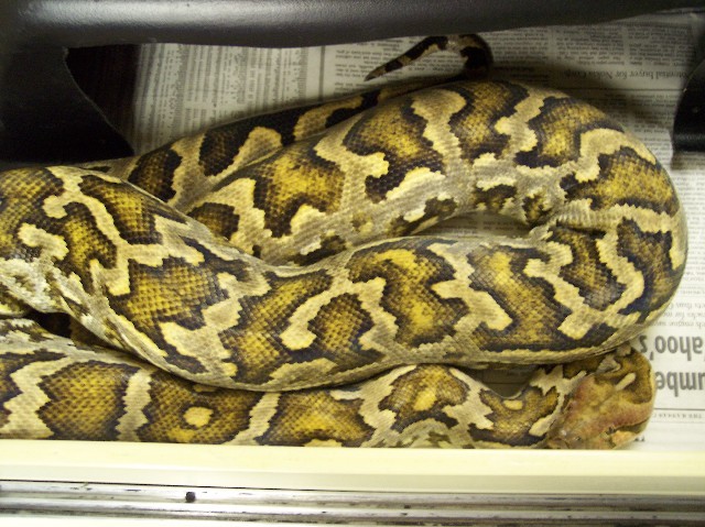 Male Ceylonese
