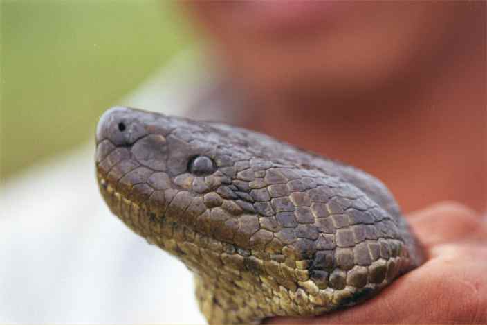 E. beniensis