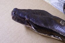 female brongersmai