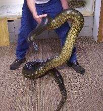 Female from Dec. 2001 litter.