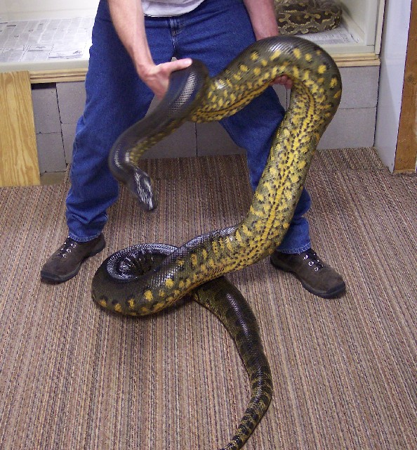 Female from Dec. 2001 litter.
