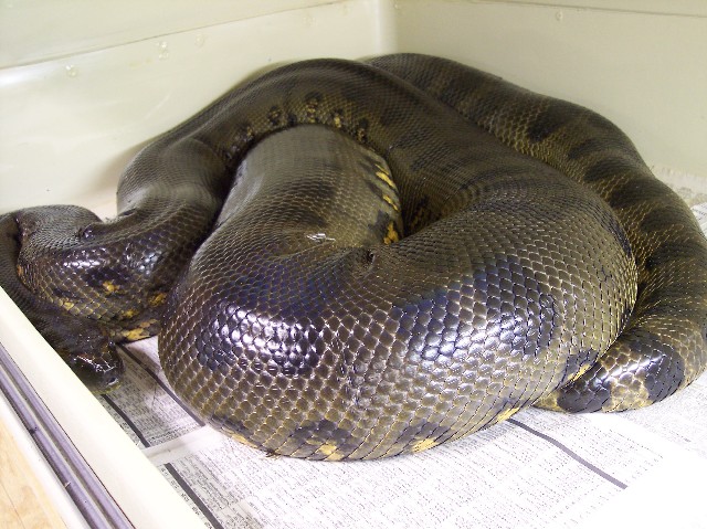 Large gravid green.