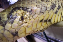 spurs on large male green