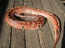 male blood