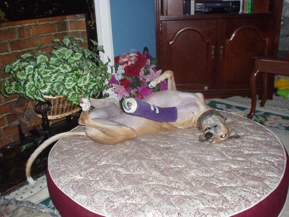 A Lady's Gotta Roach!