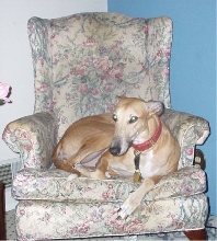 Ms Zoe finds a Chair