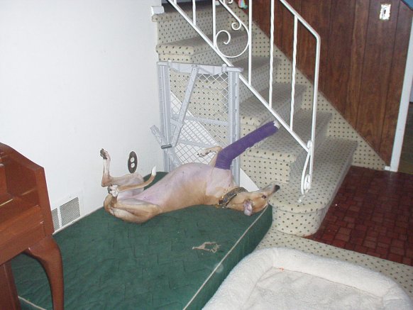 Zoe in her Purple Passion Cast