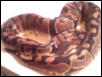 Lab male 1