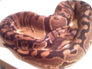 Lab male 1