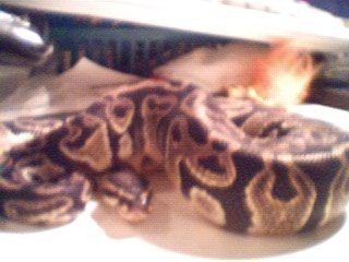 Lab female 1