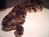 Lab male 2