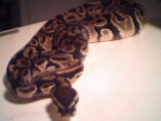 Lab male 2