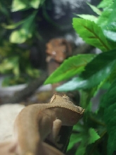 gecks