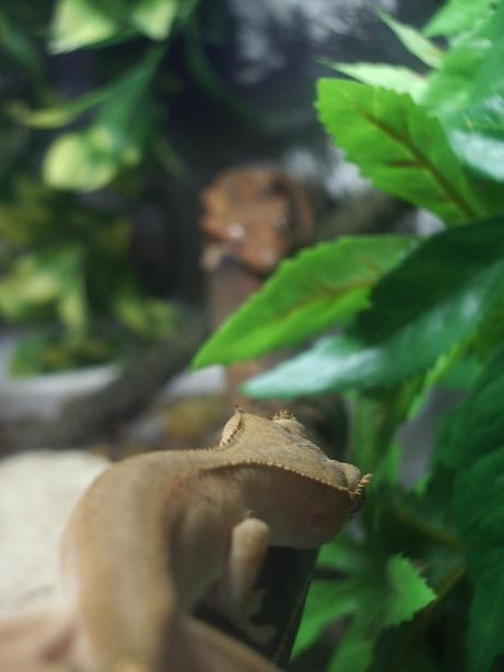 gecks