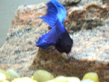 my furious betta