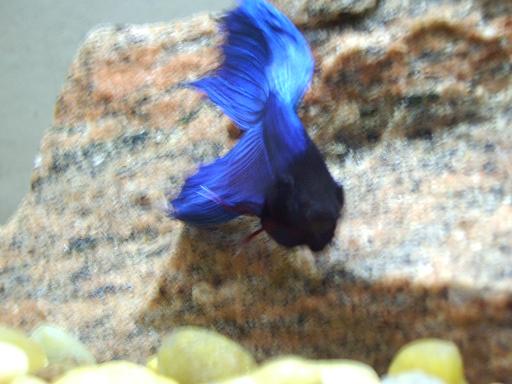 my furious betta