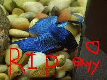 R.I.P.