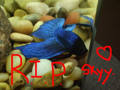 R.I.P.