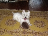 Fergus after his grooming