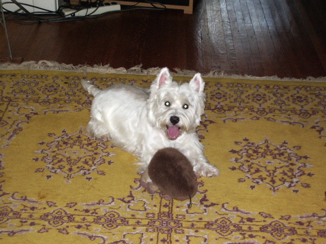 Fergus after his grooming