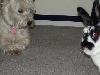 crazy bunny