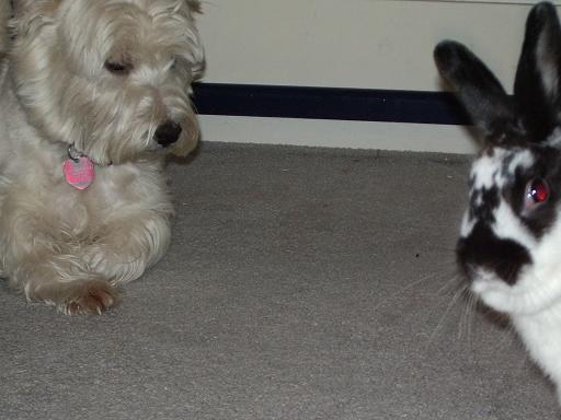 crazy bunny