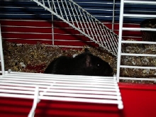 Blackie the gerbil