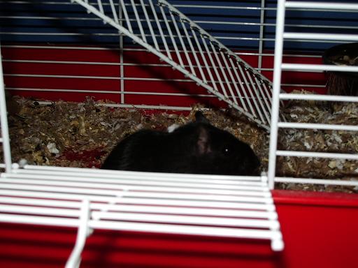 Blackie the gerbil
