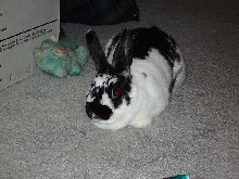 april my bunny
