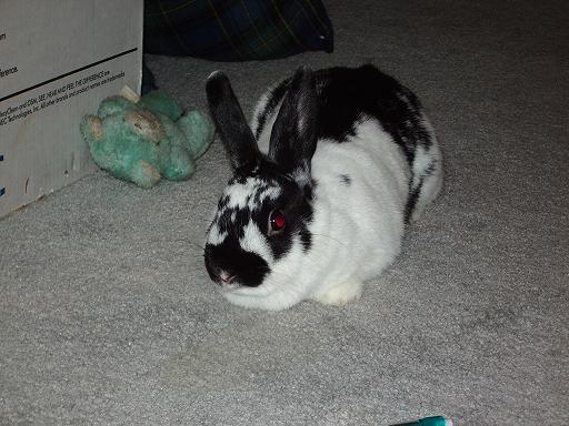 april my bunny