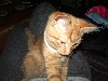 Oliver the coolest cat