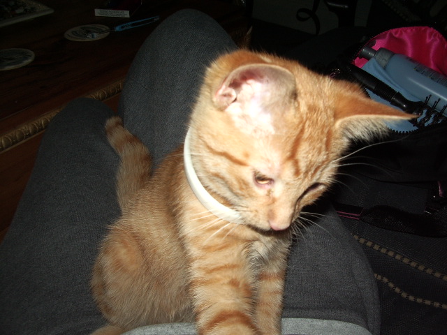 Oliver the coolest cat