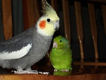 cheekster and dino