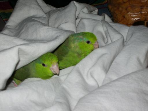 Dino & Zipper