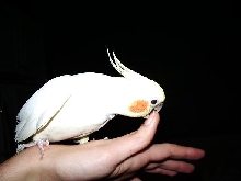 the evil bird