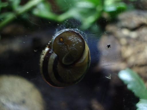 snail