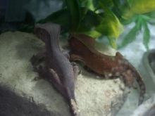 lavender lizard